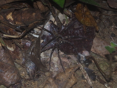Heteropoda tetrica