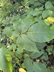 Aralia elata