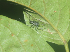 Corinnidae