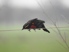 Leistes superciliaris