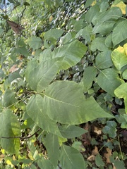 Aralia elata