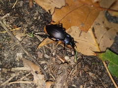 Carabus purpurascens