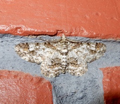Cleora acaciaria