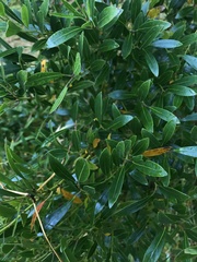 Ilex glabra