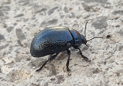 Chrysolina haemoptera
