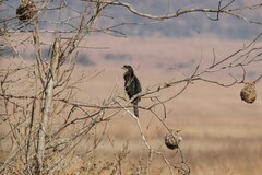 Microcarbo africanus africanus