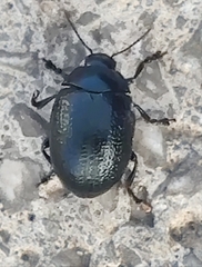 Chrysolina haemoptera