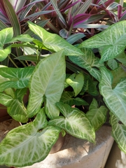 Syngonium