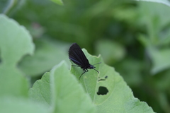 Pholisora
