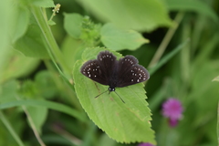 Pholisora