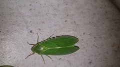 Cystosoma saundersii