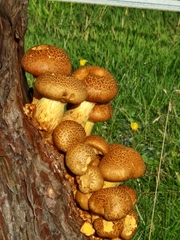 Gymnopilus junonius