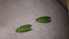 Cystosoma saundersii