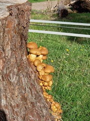 Gymnopilus junonius