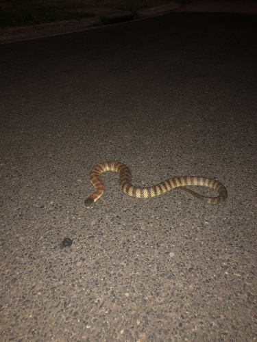 Tiger Snake sighting