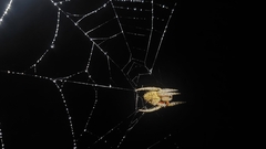 Hortophora