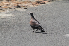 Columba guinea phaeonota