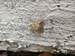 Erannis defoliaria