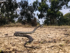 Notechis scutatus