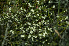 Lachnaea diosmoides