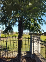 Trachycarpus fortunei