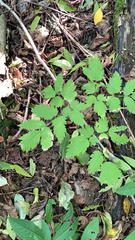 Actaea spicata