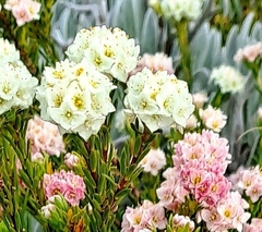 Lachnaea densiflora