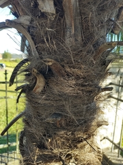 Trachycarpus fortunei