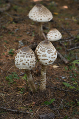 Macrolepiota procera