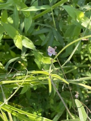 Strophostyles leiosperma