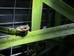 Litoria quiritatus