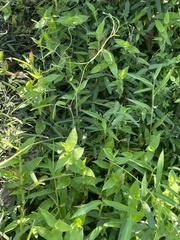 Strophostyles leiosperma