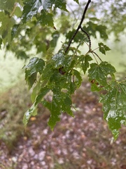 Acer rubrum
