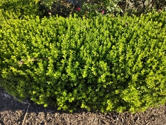 Buxus microphylla