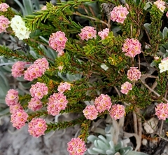 Lachnaea densiflora