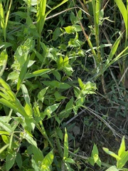 Strophostyles leiosperma