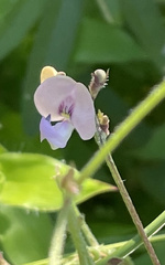Strophostyles leiosperma
