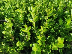 Buxus microphylla