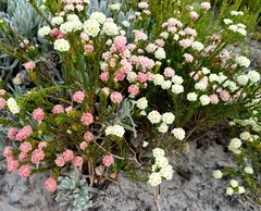 Lachnaea densiflora