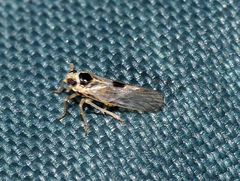 Laodelphax striatella