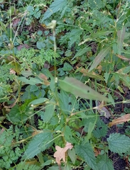 Persicaria minor