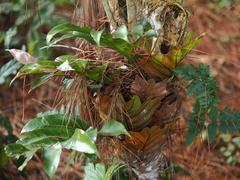 Drynaria quercifolia