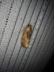 Cryptophlebia ombrodelta
