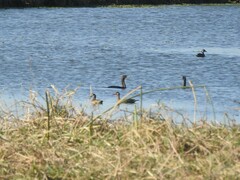 Nannopterum brasilianum