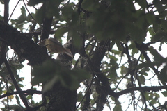 Piranga rubra