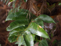 Drynaria quercifolia