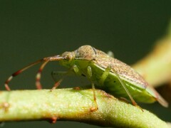 Pantilius tunicatus