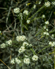 Lachnaea diosmoides
