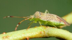 Pantilius tunicatus