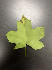 Acer nigrum